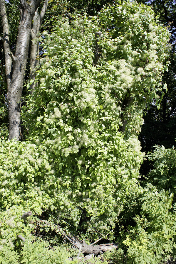 Gewöhnliche Waldrebe