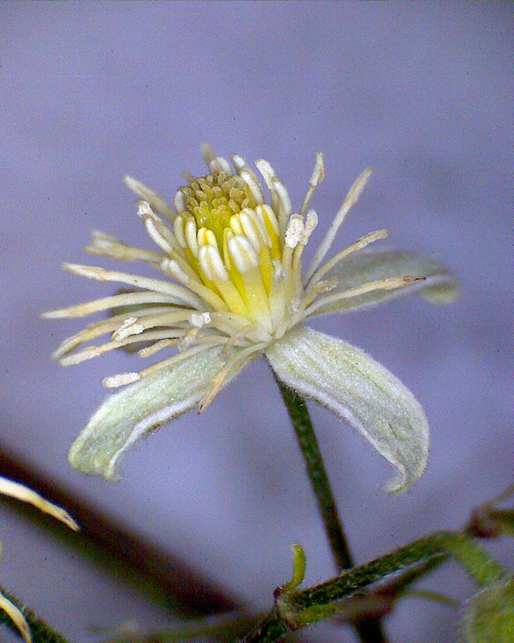 Gewöhnliche Waldrebe