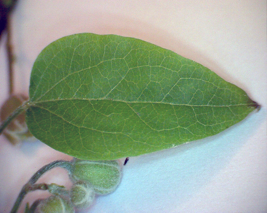 Gewöhnliche Waldrebe