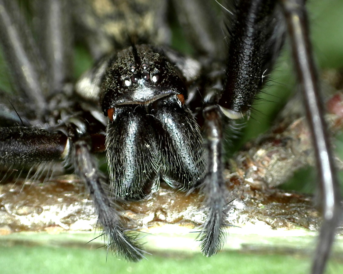 Große Winkelspinne 09