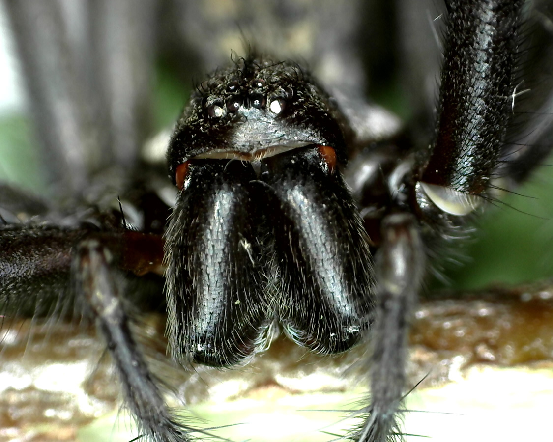 Große Winkelspinne 10