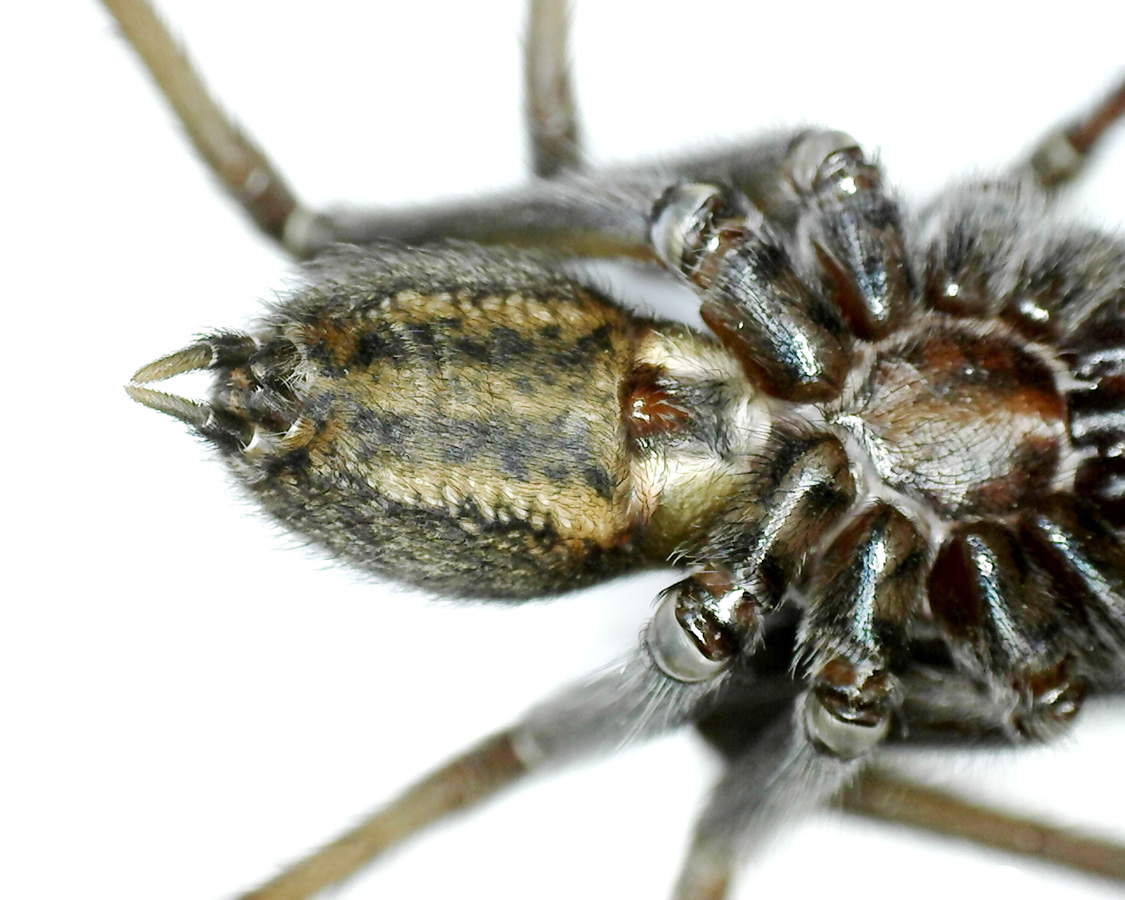 Große Winkelspinne 34