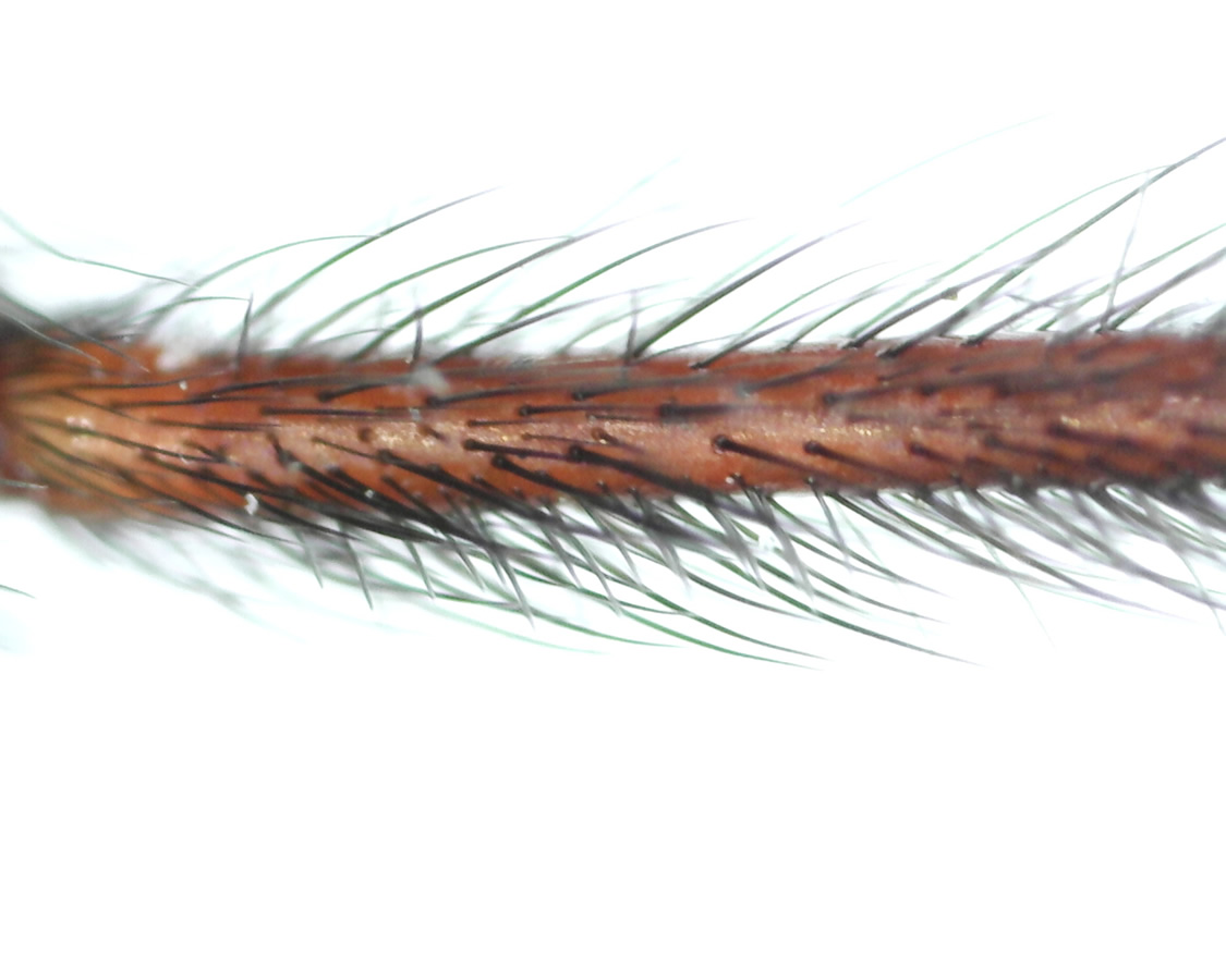 Große Winkelspinne 50