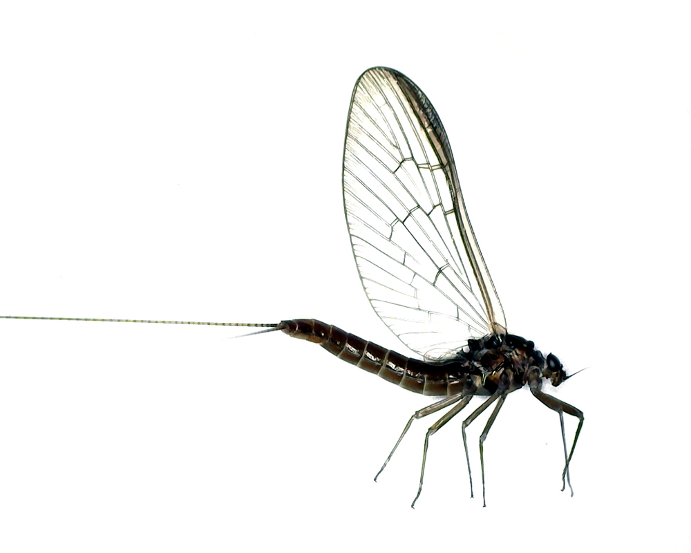 Rubrik 5 Eintagsfliegen