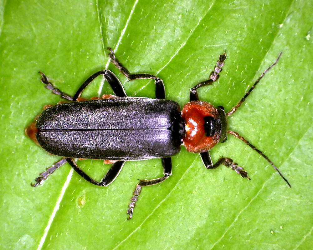 Rubrik 5 Weichkäfer