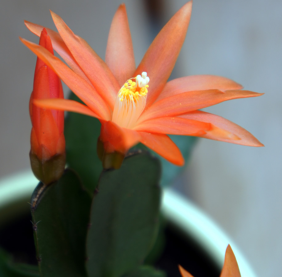 Schlumbergera 05