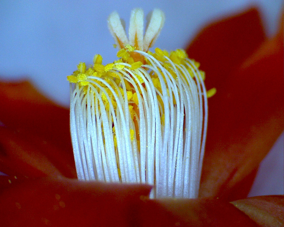 Schlumbergera 08