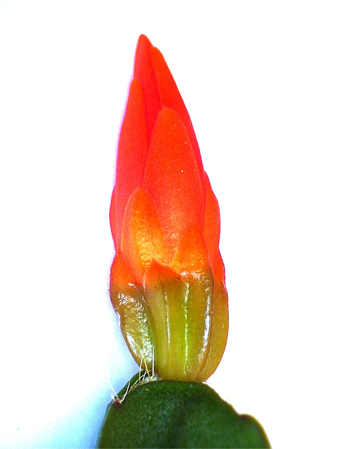 Schlumbergera 12