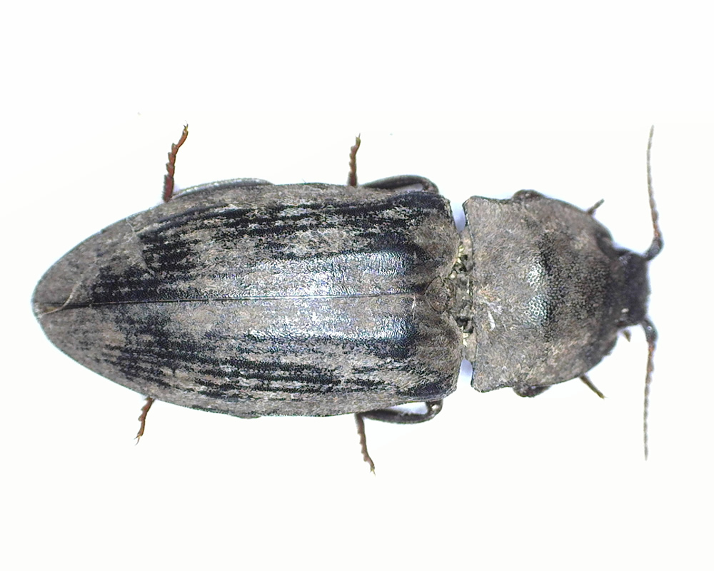 Rubrik 5 Schnellkäfer
