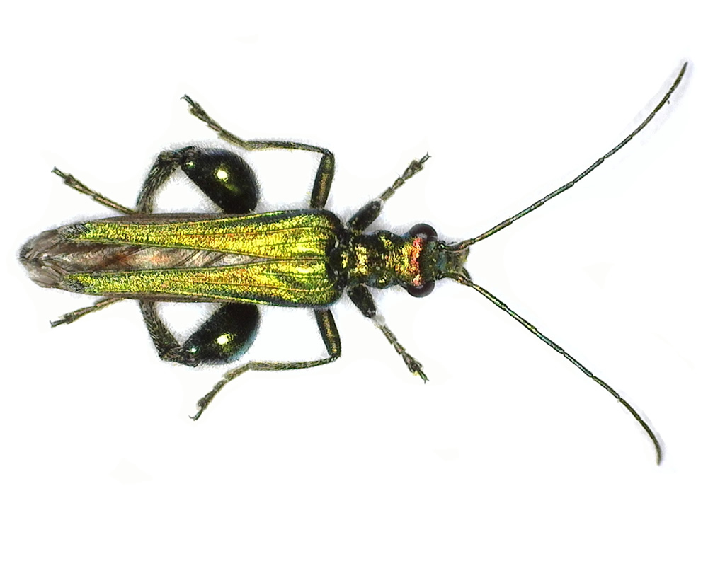 Rubrik 5 Scheinbockkäfer