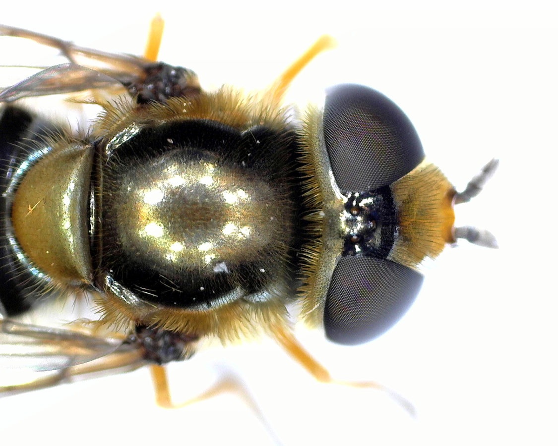 Gemeine Feldschwebfliege