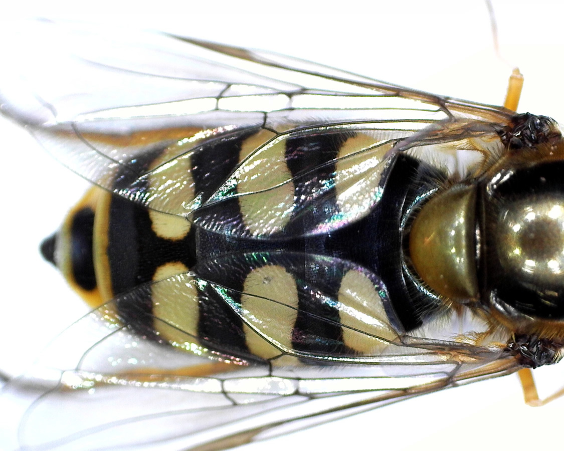 Gemeine Feldschwebfliege