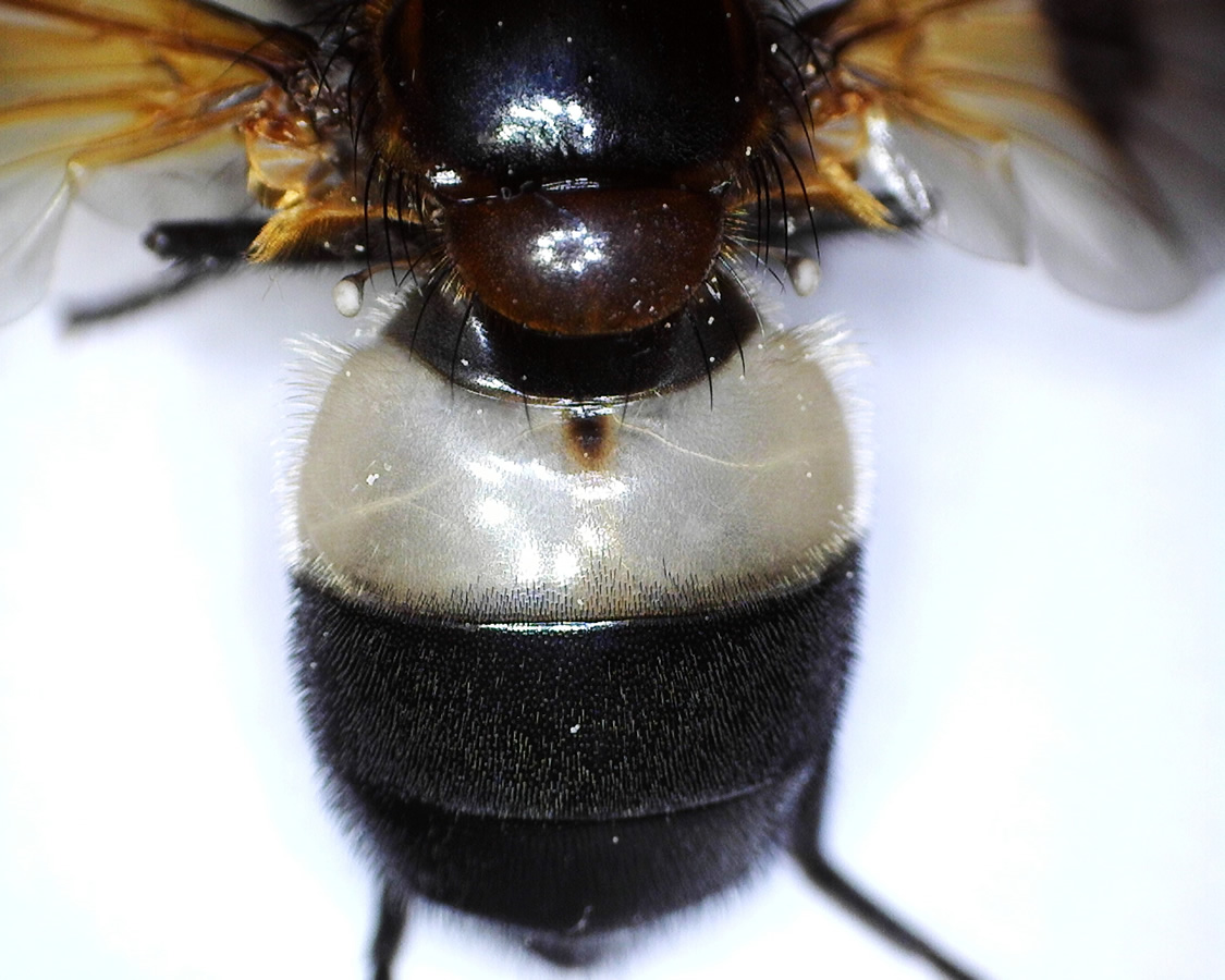 Gemeine Waldschwebfliege