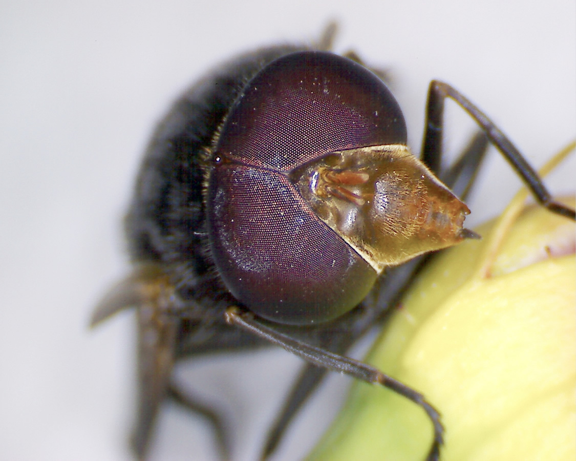 Gemeine Waldschwebfliege