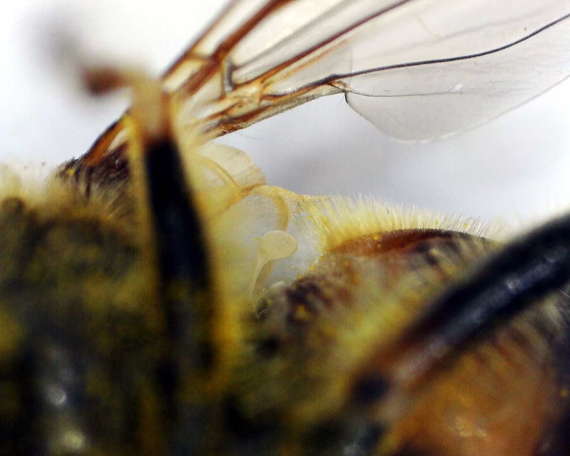 Kleine Keilfleckschwebfliege