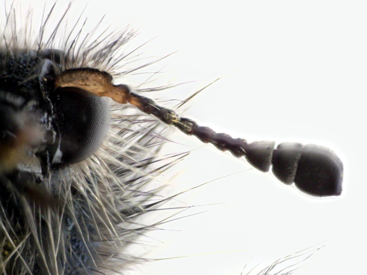 Gemeiner Bienenkäfer