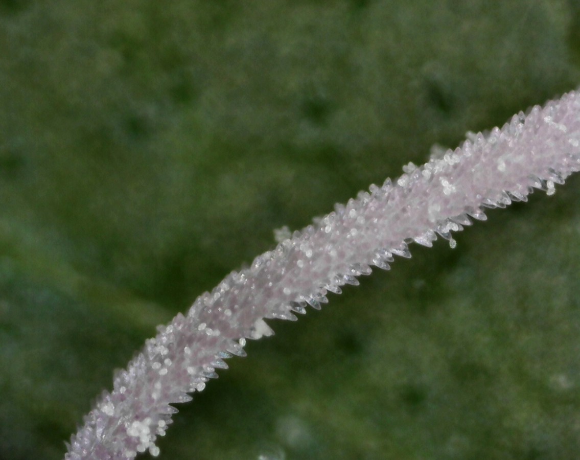 Gewöhnlicher Wasserdost