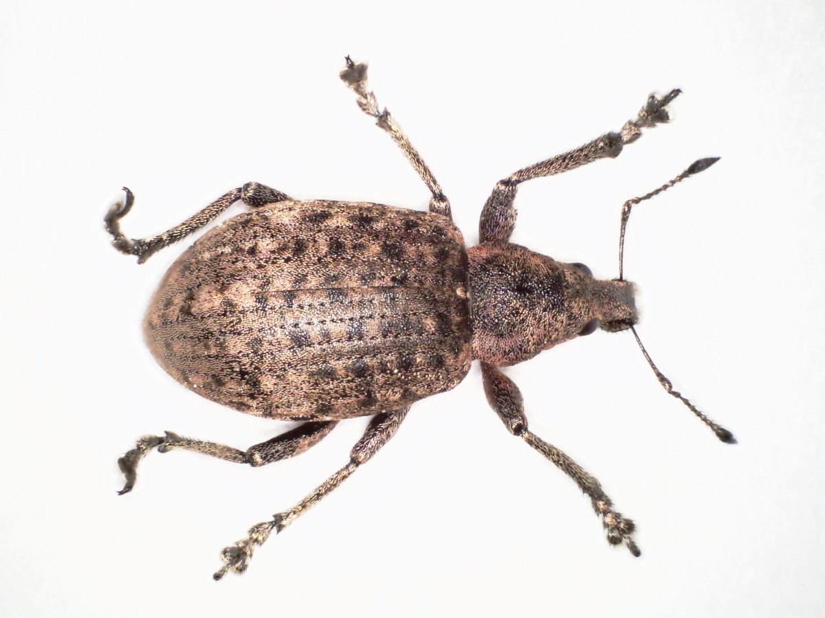 Gefurchter Dickmaulrssler  Naturfotos nher hingeschaut
