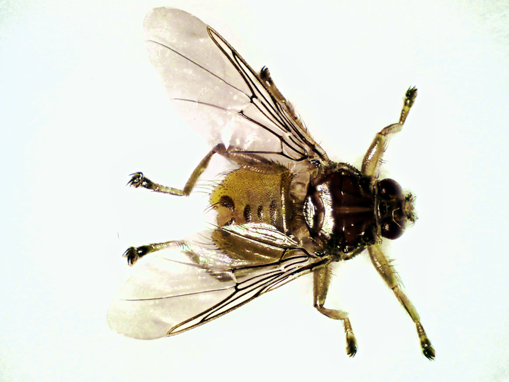 Rubrik 5 Lausfliegen