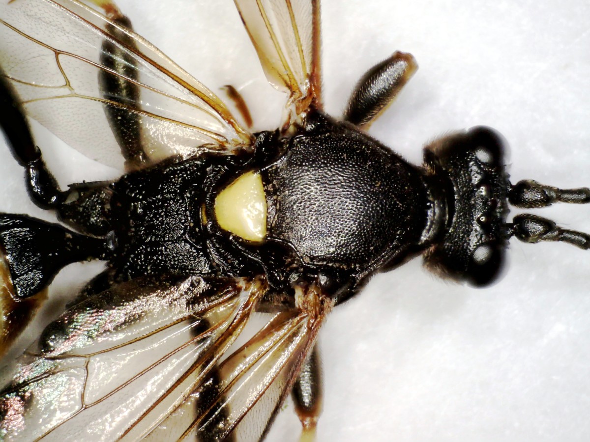 Schlupfwesepe Ichneumon stramento