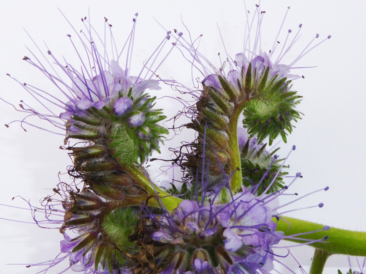 Phacelia