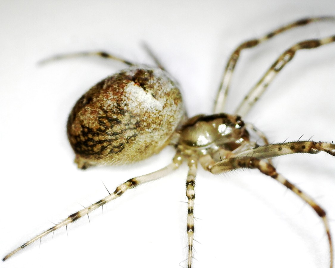 Herbstspinne Metellina segmentata