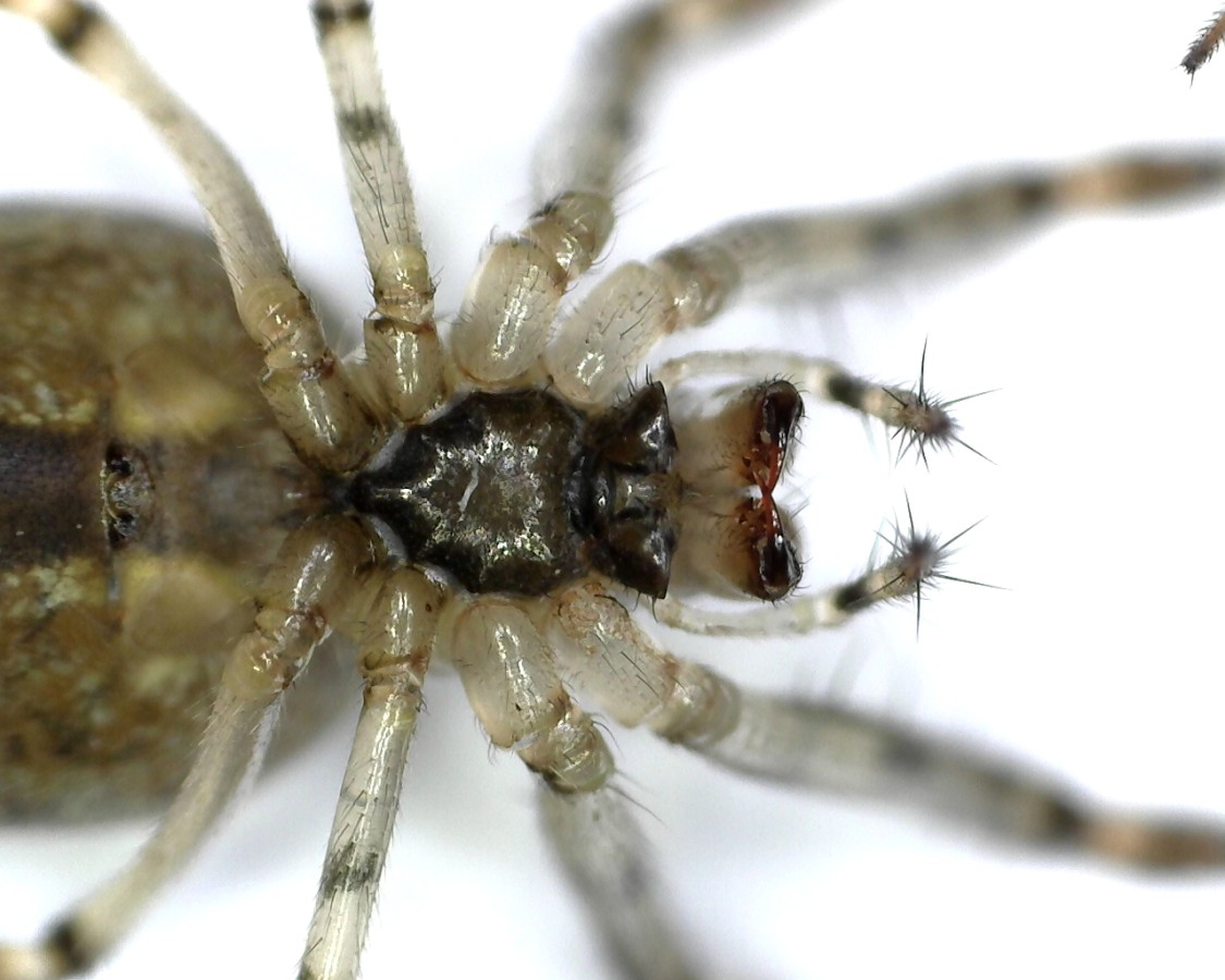 Herbstspinne Metellina segmentata