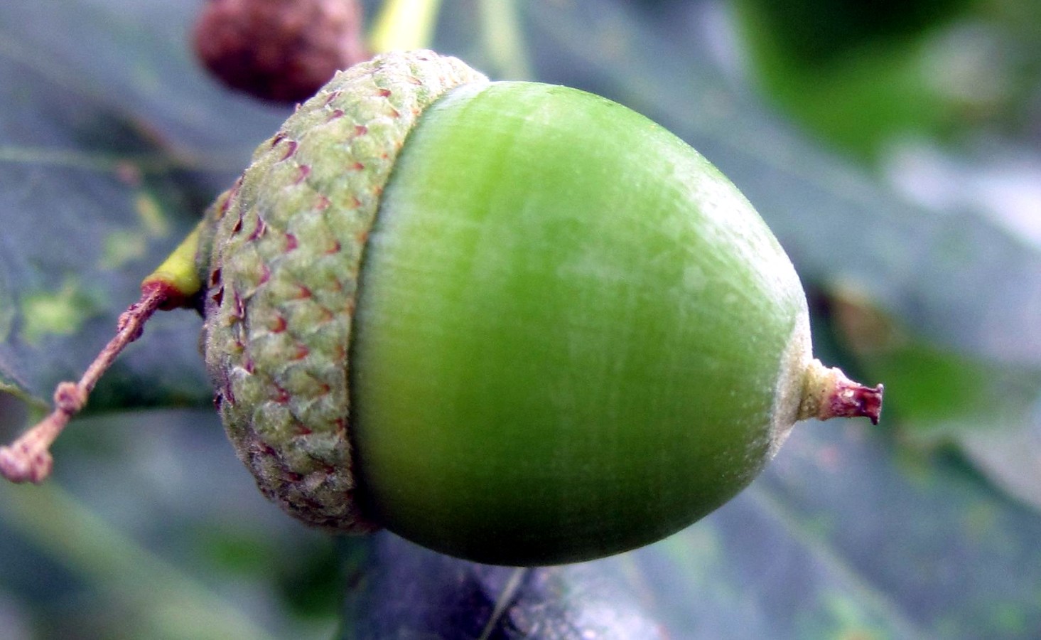 Eichen Naturfotos näher hingeschaut