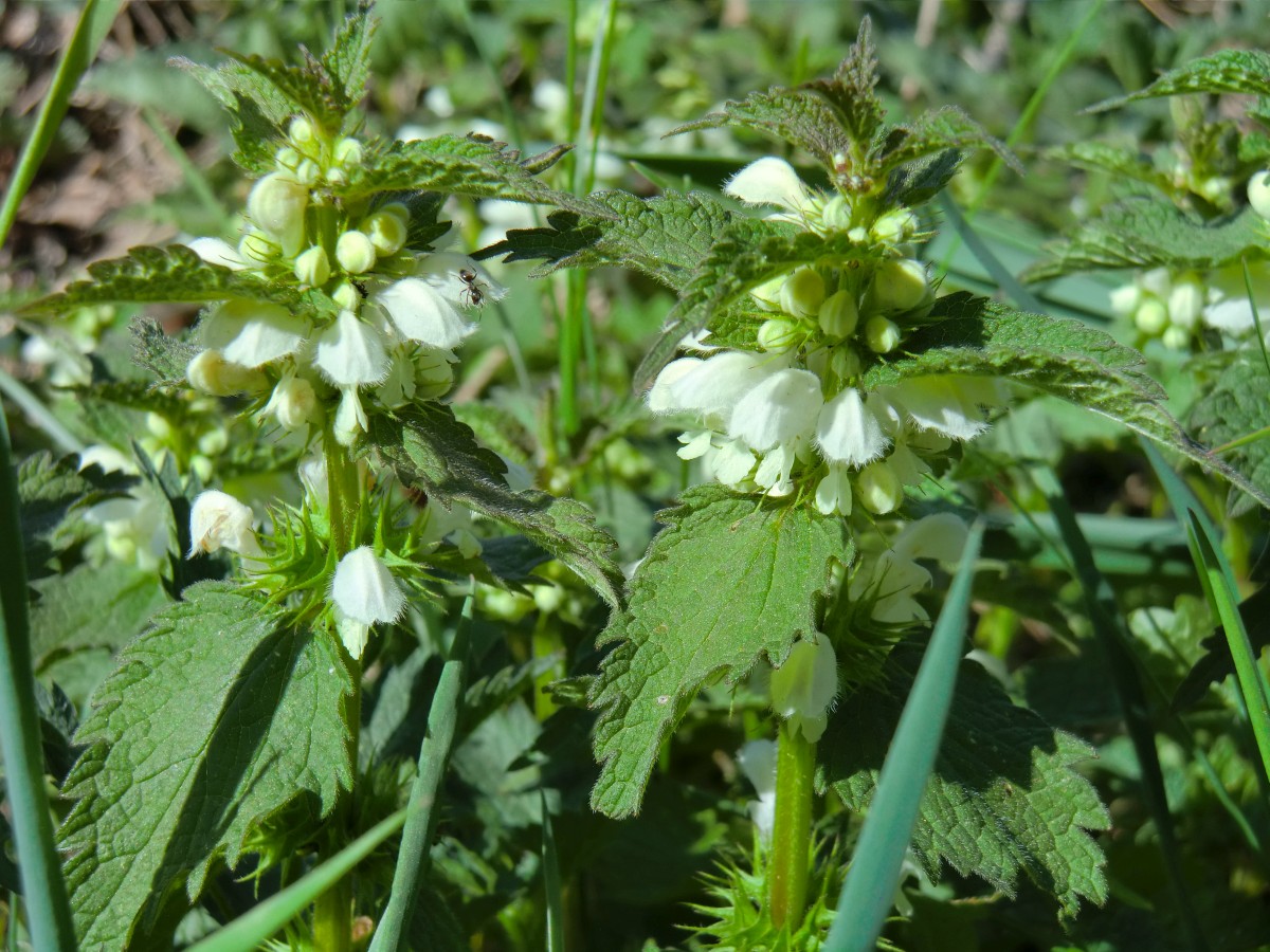 Weiße Taubnessel