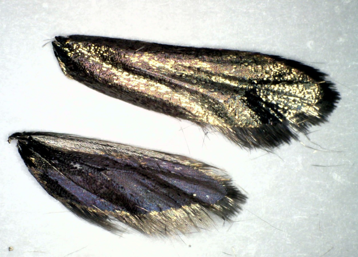 Langhornmotte Adela reaumurella