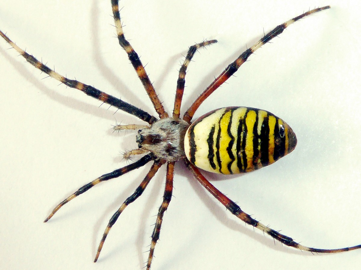 Zebraspinne, Wespenspinne