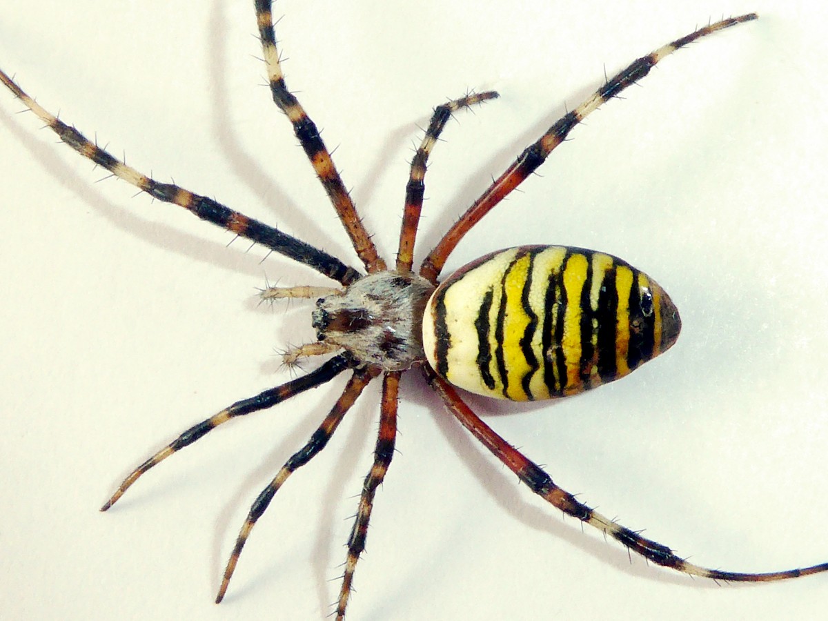 Zebraspinne, Wespenspinne