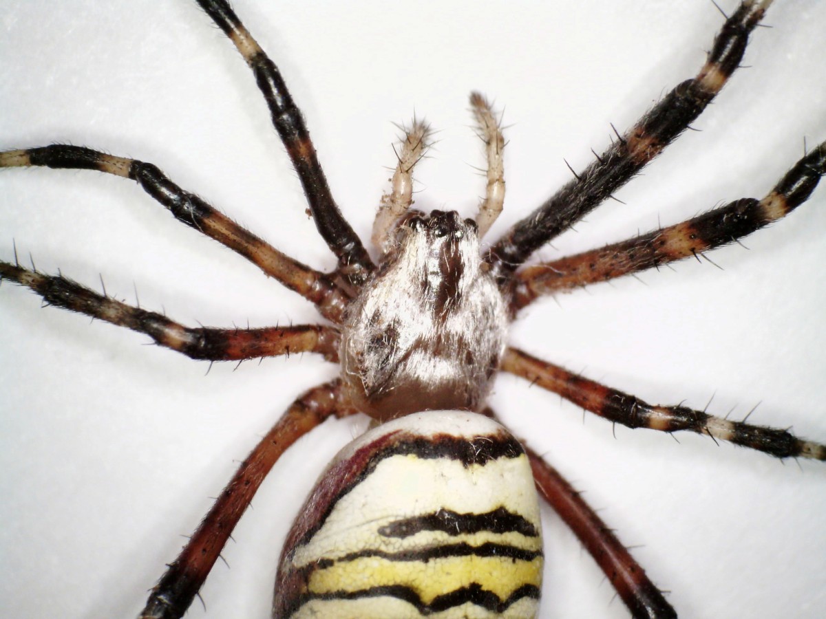 Zebraspinne, Wespenspinne