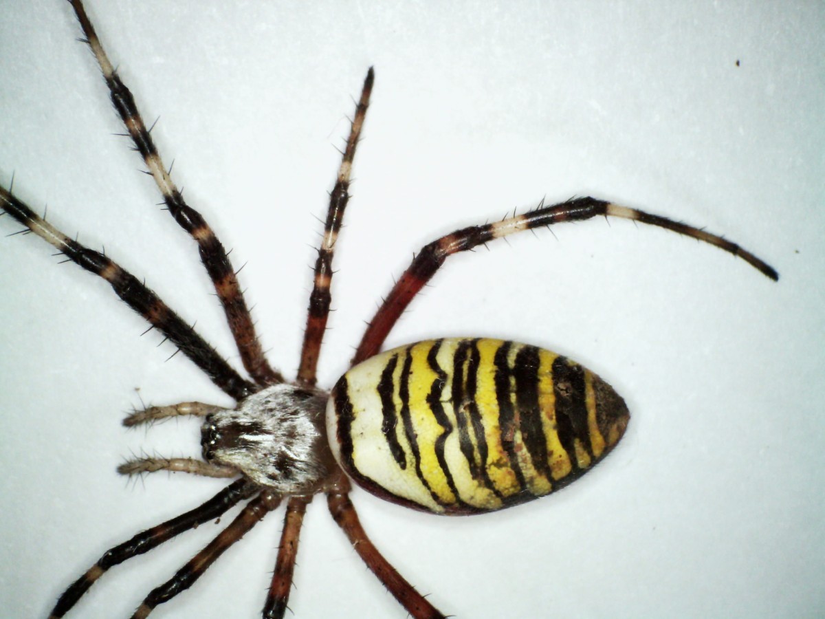 Zebraspinne, Wespenspinne