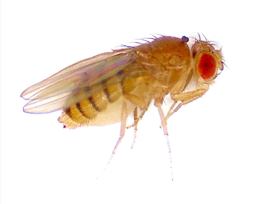Rubrik 5 Taufliegen