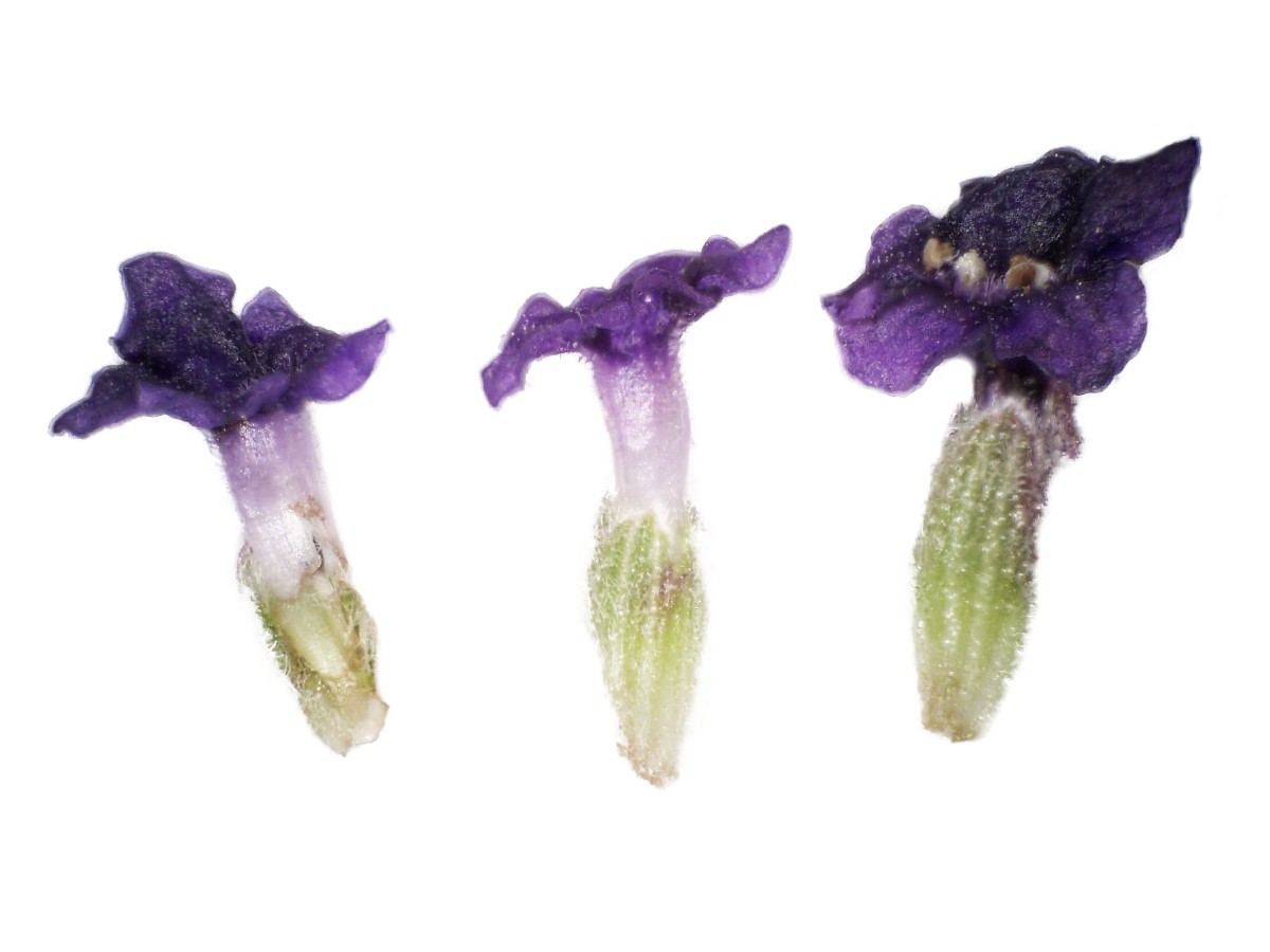 Schopf-Lavendel