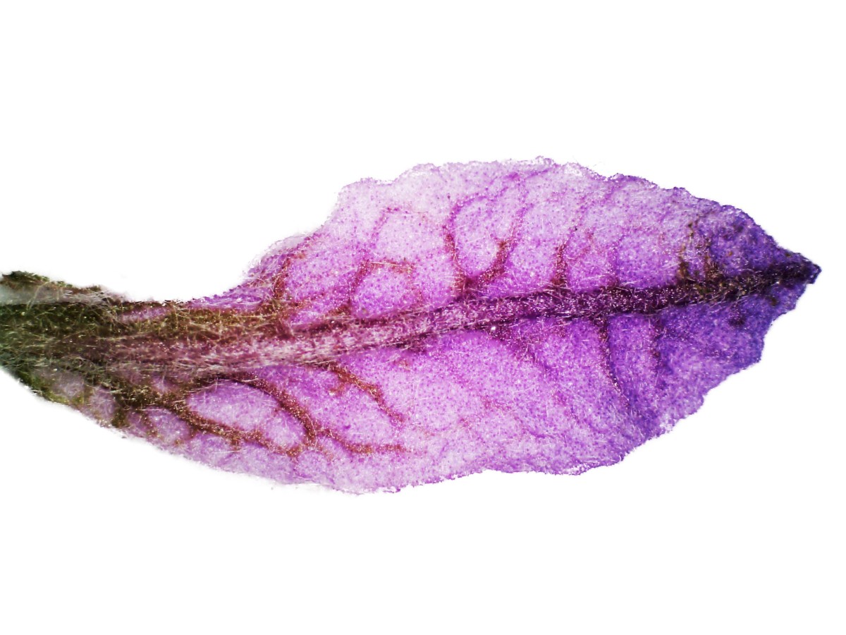 Schopf-Lavendel