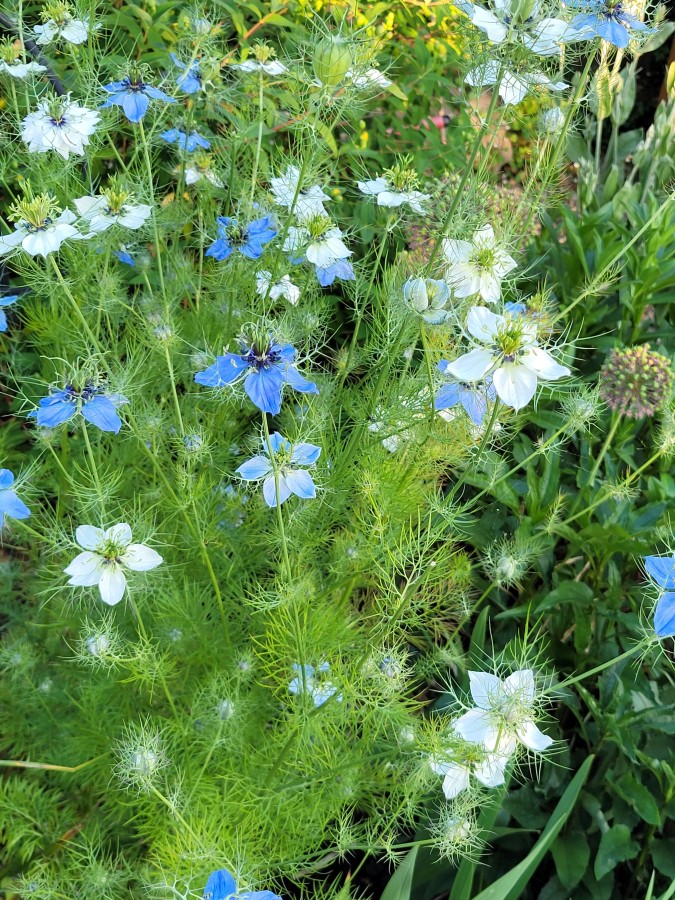 Jungfer im Grünen