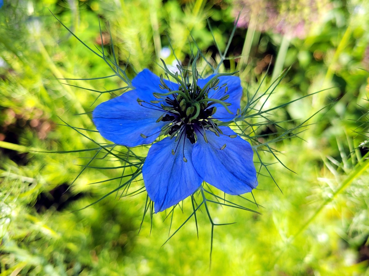 Jungfer im Grünen