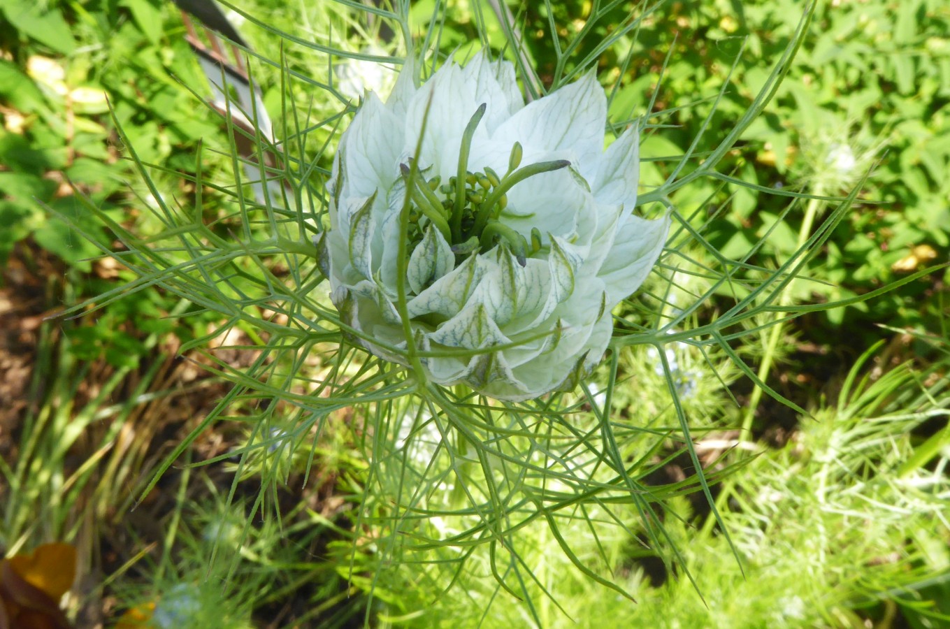 Jungfer im Grünen