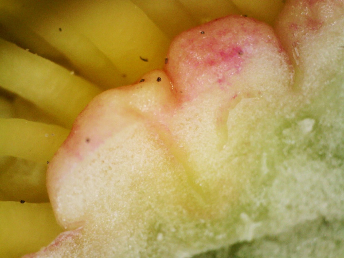 Pfingstrose