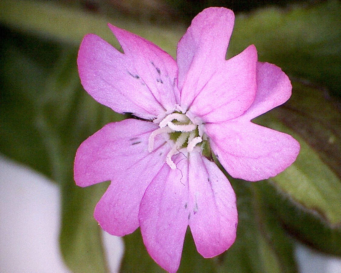 Rote Lichtnelke