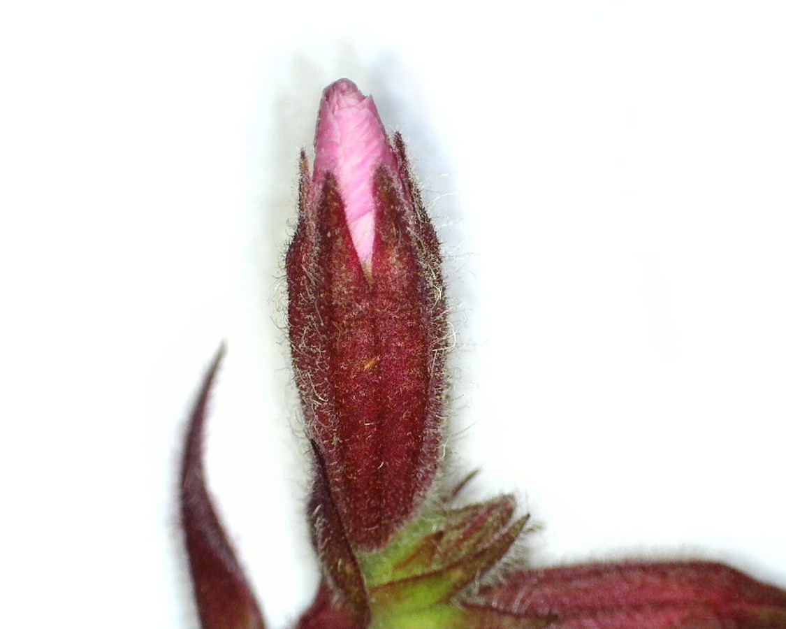 Rote Lichtnelke
