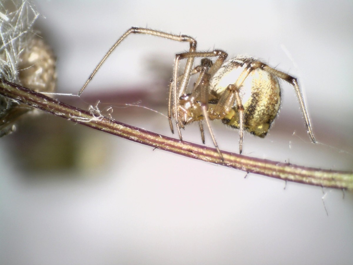 Braune Kugelspinne