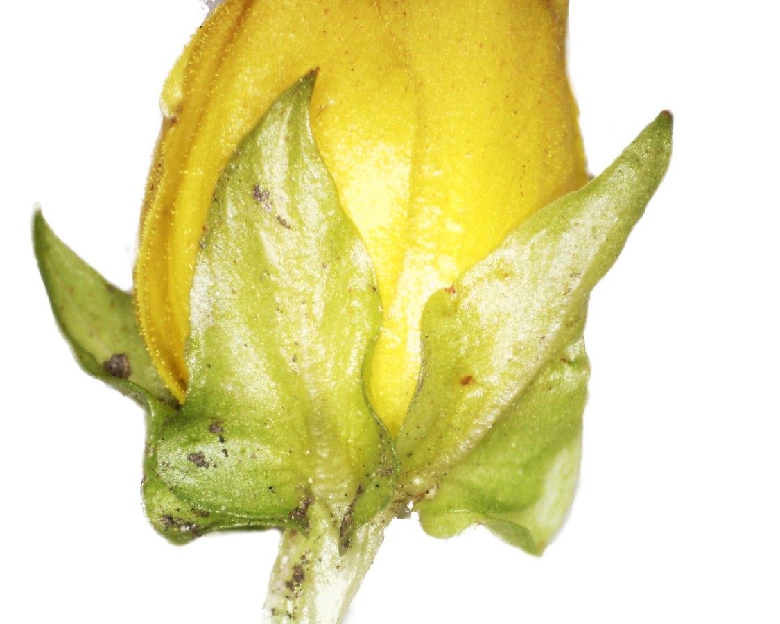 Pfennigkraut