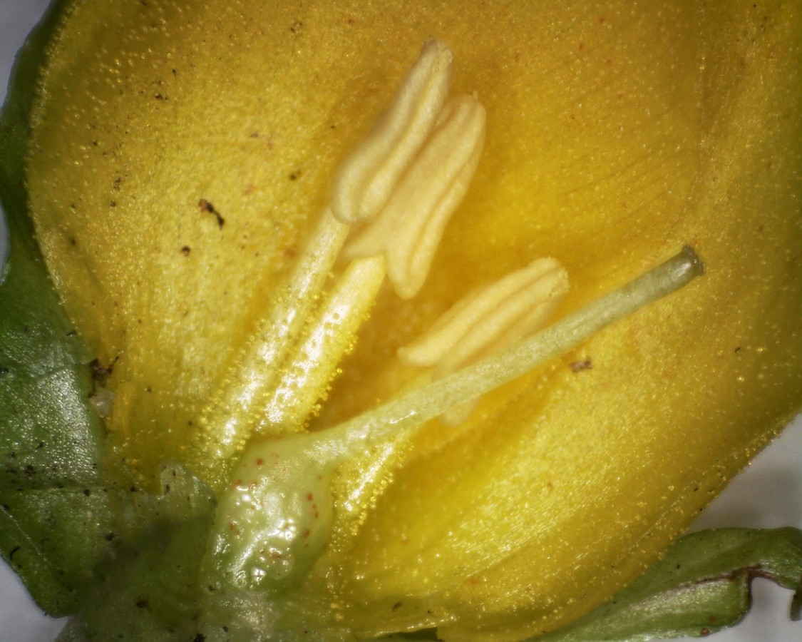 Pfennigkraut