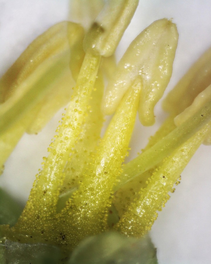 Pfennigkraut