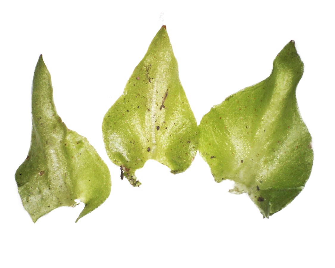 Pfennigkraut