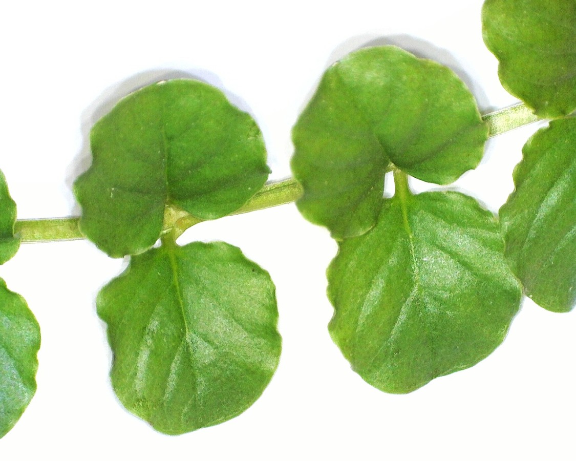 Pfennigkraut