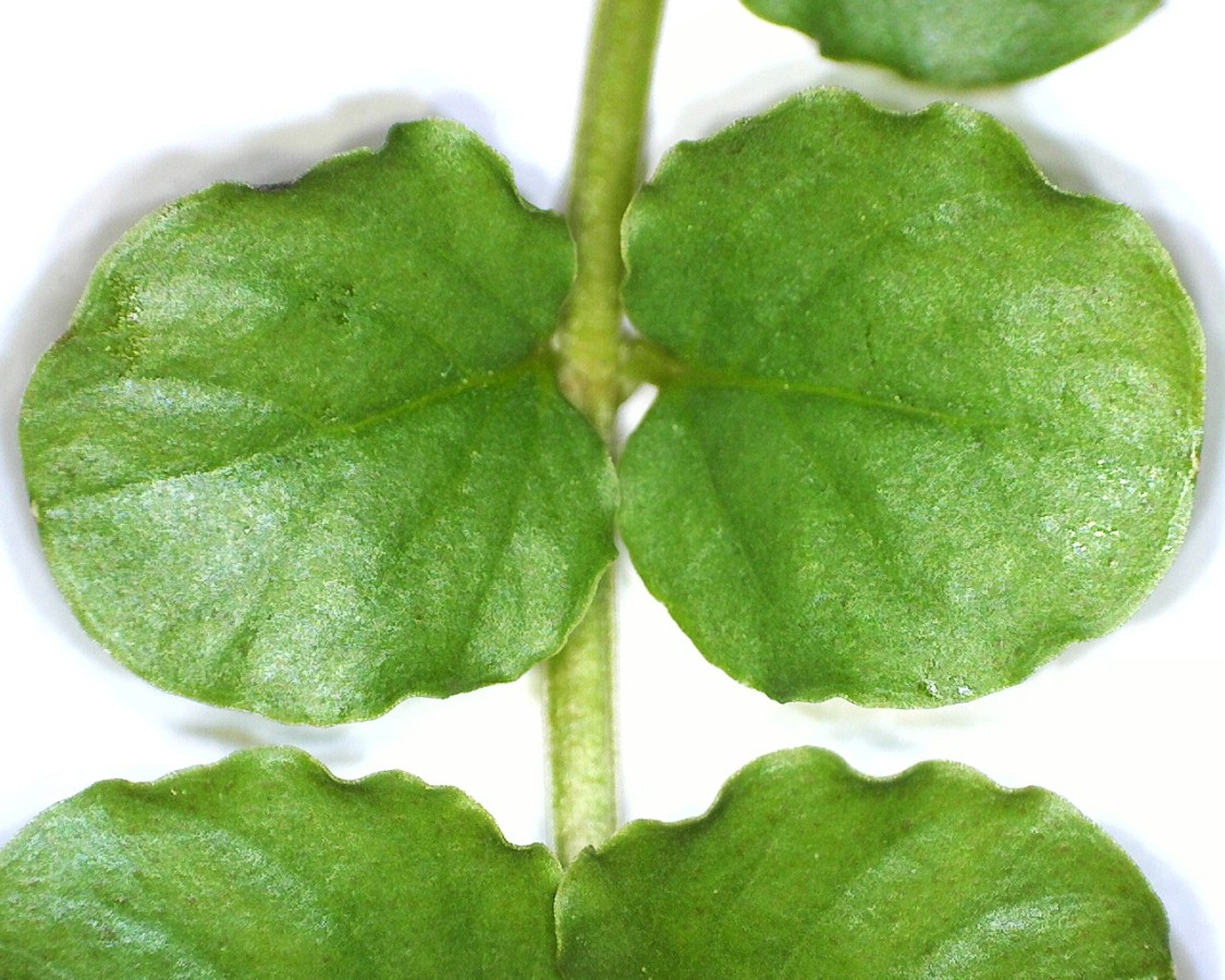 Pfennigkraut
